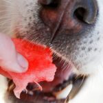 perro comiendo sandía