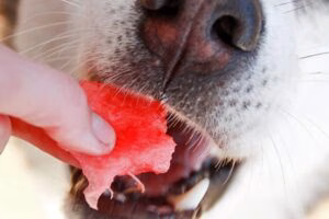 perro comiendo sandía