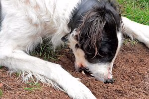 perro comiendo tierra