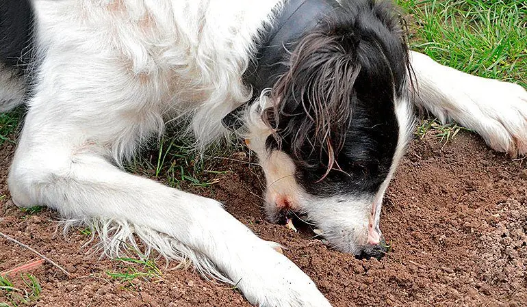 perro comiendo tierra