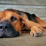 perro con Traqueobronquitis aguda