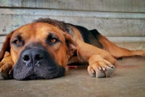 perro con Traqueobronquitis aguda