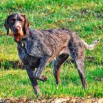 perro con la pata delantera levantada