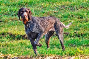 perro con la pata delantera levantada