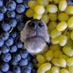 perro con uvas