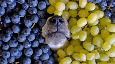 perro con uvas