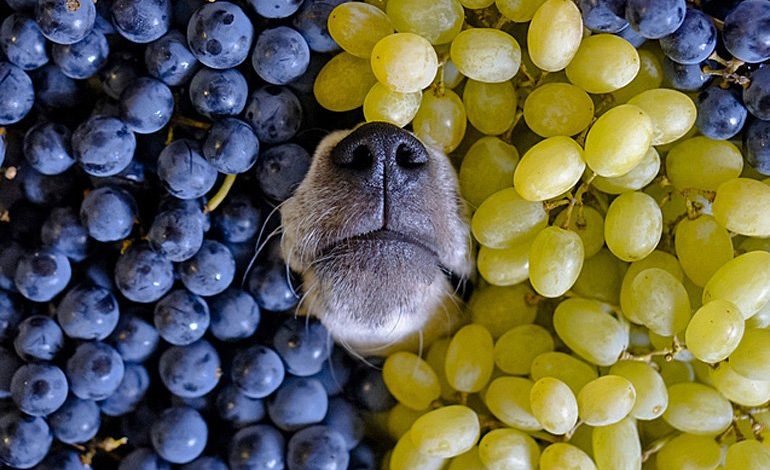 perro con uvas