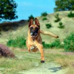 perro corriendo