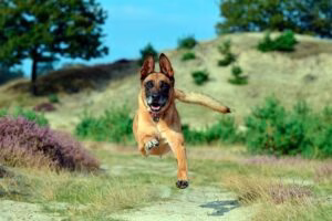 perro corriendo