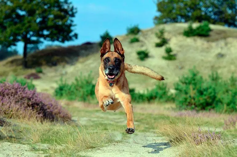 perro corriendo