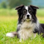 perro de pastoreo