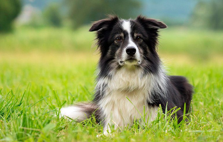 Las 13 mejores razas de Perros Pastores del mundo