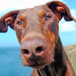 perro de raza doberman