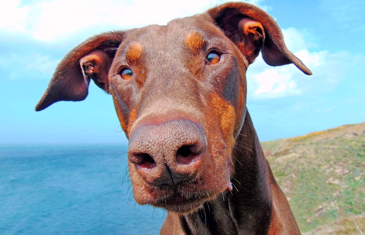 perro de raza doberman