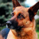 perro de raza pastor aleman