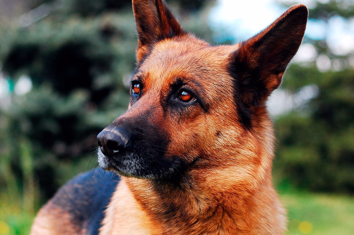 perro de raza pastor aleman