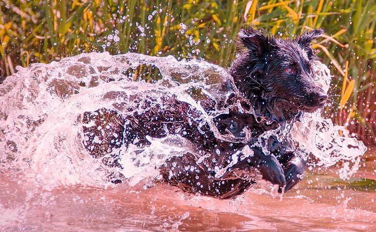 perro-disfrutando-de-un-baño-en-el-lago