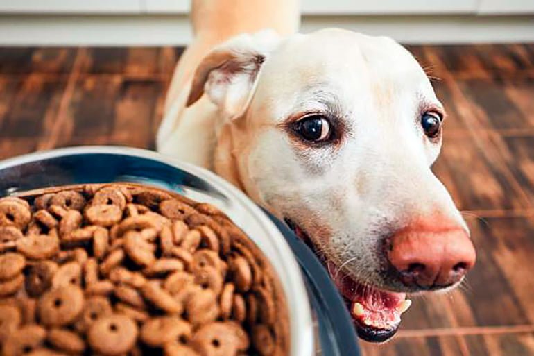 Esplendor Inconsistente Apelar a ser atractivo Cantidad de comida diaria para un perro - Guía completa