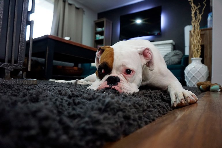perro-frustrado-sobre-la-alfombra