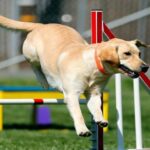 perro haciendo agility
