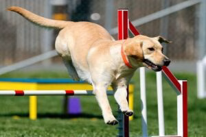 perro haciendo agility