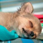 perro intoxicado en camilla del veterinario