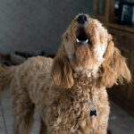 perro ladrando en casa