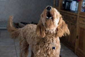 perro ladrando en casa