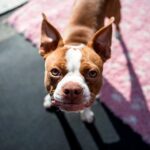perro macho