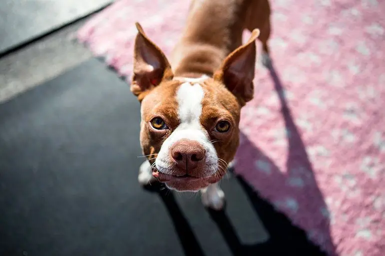 perro macho
