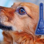 perro marron junto a una pipeta antiparasitaria