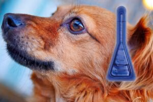 perro marron junto a una pipeta antiparasitaria