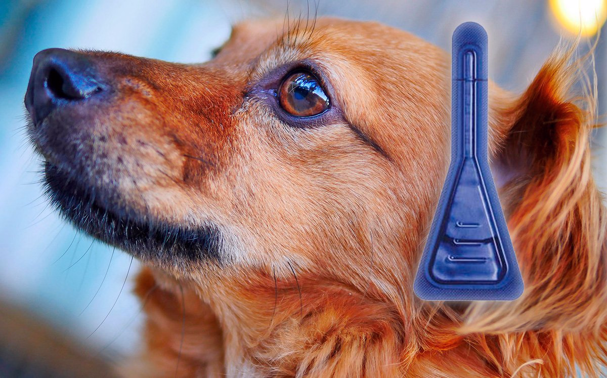 perro marron junto a una pipeta antiparasitaria