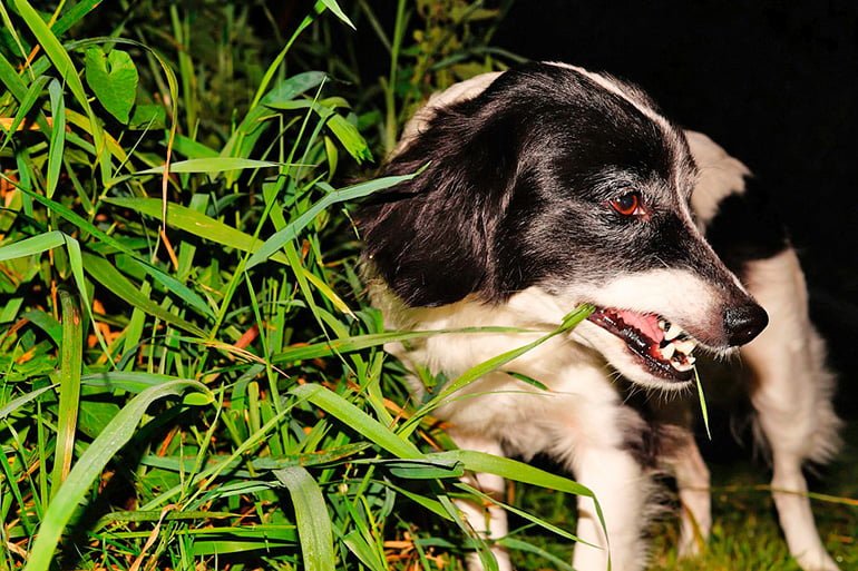 perro-masticando-hierbas