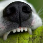 perro mordiendo un juguete