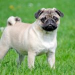 perro pug en el jardin