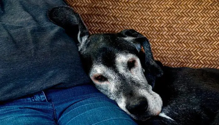perro viejo
