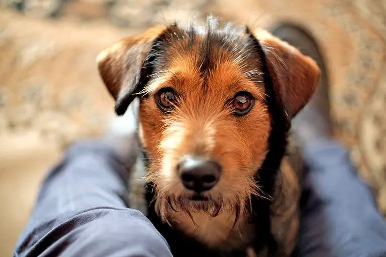 perro