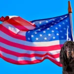 perros americanos