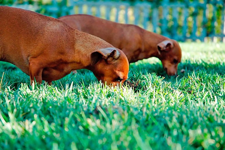 perros-comiendo-hierba