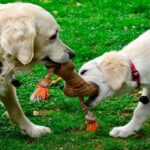perros jugando