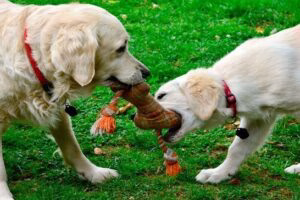 perros jugando