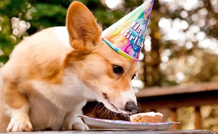 perro mirando un cupcake