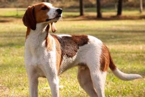 American English Coonhound