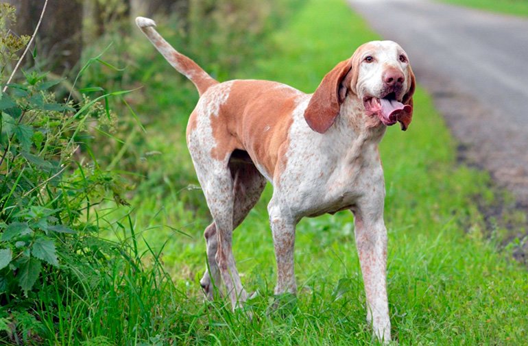 American-English-Coonhound2 "width =" 770 "height =" 505 "srcset =" https://soyunperro.com/wp-content/uploads/2019/09/American-English-Coonhound2.jpg 770w, https: // soyunperro.com/wp-content/uploads/2019/09/American-English-Coonhound2-300x197.jpg 300w, https://soyunperro.com/wp-content/uploads/2019/09/American-English-Coonhound2-768x50 .jpg 768w, https://soyunperro.com/wp-content/uploads/2019/09/American-English-Coonhound2-696x456.jpg 696w, https://soyunperro.com/wp-content/uploads/2019/09 /American-Anglais-Coonhound2-741x486.jpg 741w, https://soyunperro.com/wp-content/uploads/2019/09/American-English-Coonhound2-640x420.jpg 640w "tailles =" (max-width: 770px) ) 100vw, 770px
