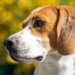 American Foxhound
