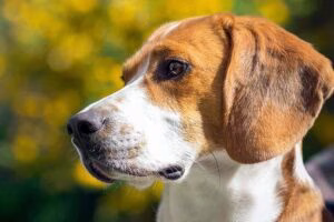 American Foxhound