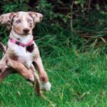 American Leopard Hound jugando