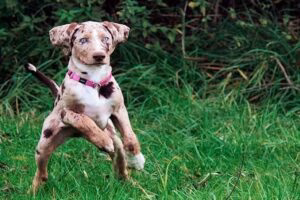 American Leopard Hound jugando