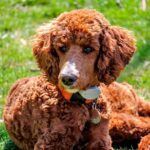 American Water Spaniel tomando el sol